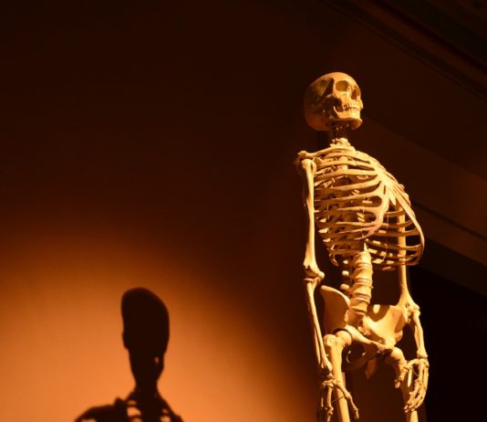 скелет
